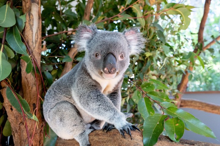 Brisbane River Cruise with entry to Lone Pine Koala Sanctuary