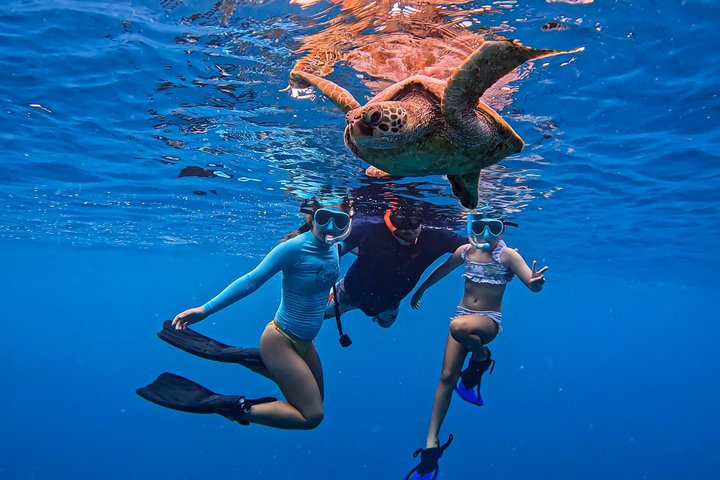 Swim with Turtles Rarotonga - Guided Turtle Tour