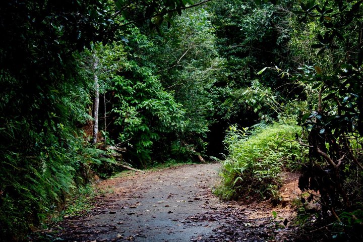 Kanneliya Rain Forest Guided Tour from Galle
