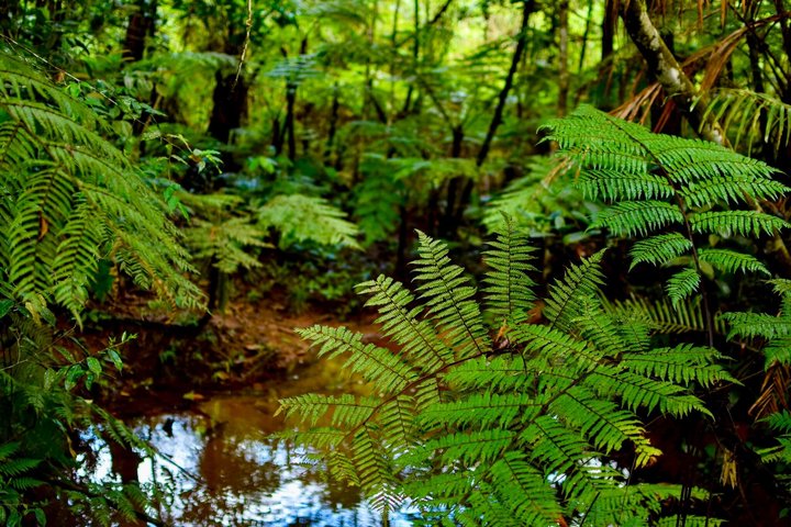 Kanneliya Rain Forest Guided Tour from Galle