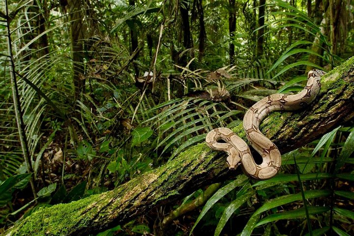 Kanneliya Rain Forest Guided Tour from Galle