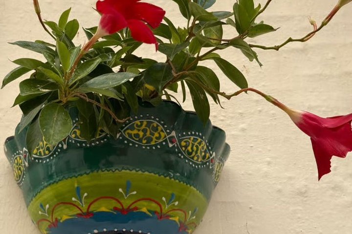 Tour : Alberobello, Ostuni, Locorotondo : Local Guide & Lunch