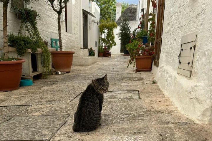 Tour : Alberobello, Ostuni, Locorotondo : Local Guide & Lunch