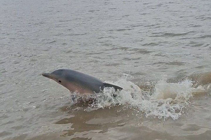 Sunset and Dolphin Tour Suriname