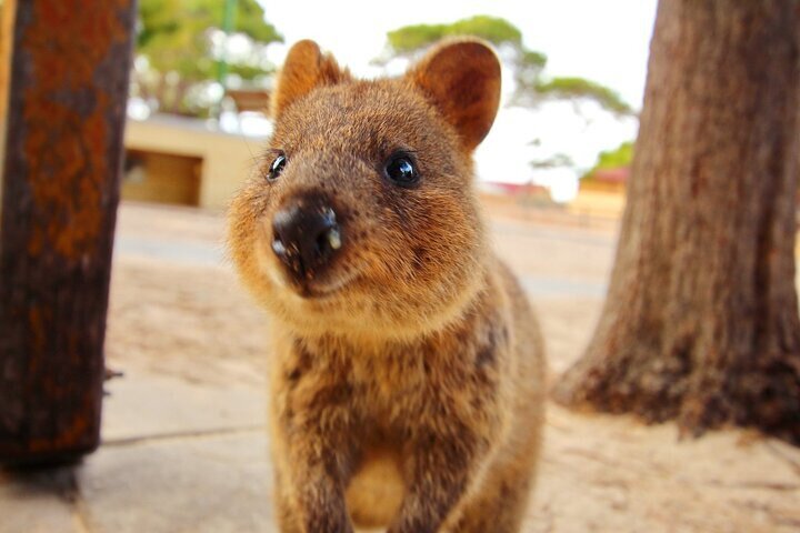 Rottnest Island Express 30-Minute Rickshaw Tour