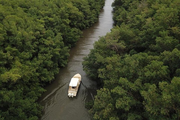 Mangrove Boat Tour Small Group Guadeloupe
