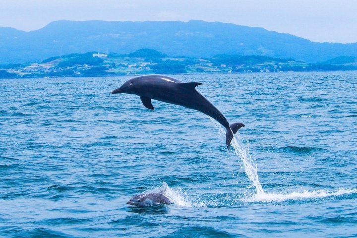 Dolphin Encounter Experience with Transfer+ Lunch