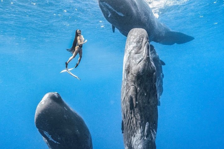 Dolphin Encounter Experience with Transfer+ Lunch