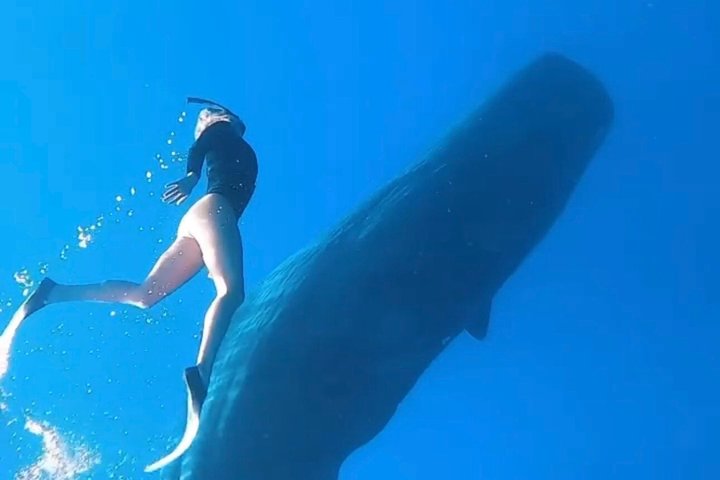 Dolphin Encounter Experience with Transfer+ Lunch