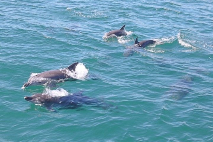 Dolphin Encounter Experience with Transfer+ Lunch