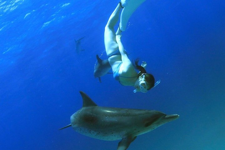 Dolphin Encounter Experience with Transfer+ Lunch