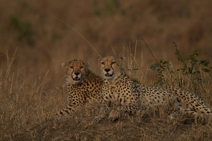 Private Safari and Game Drive Masai Mara