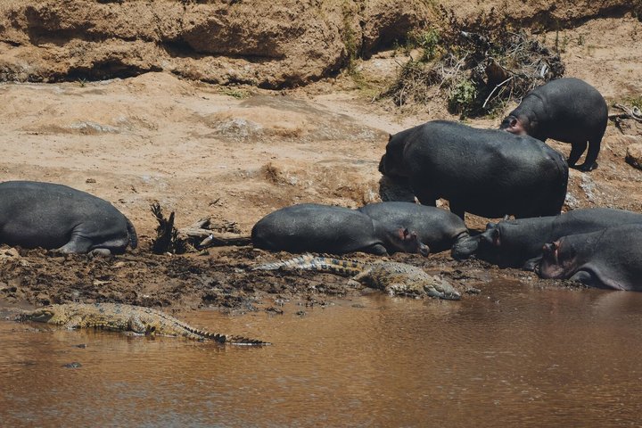 Private Safari and Game Drive Masai Mara