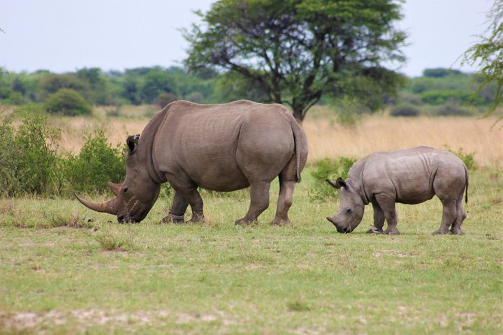 Private Safari and Game Drive Masai Mara