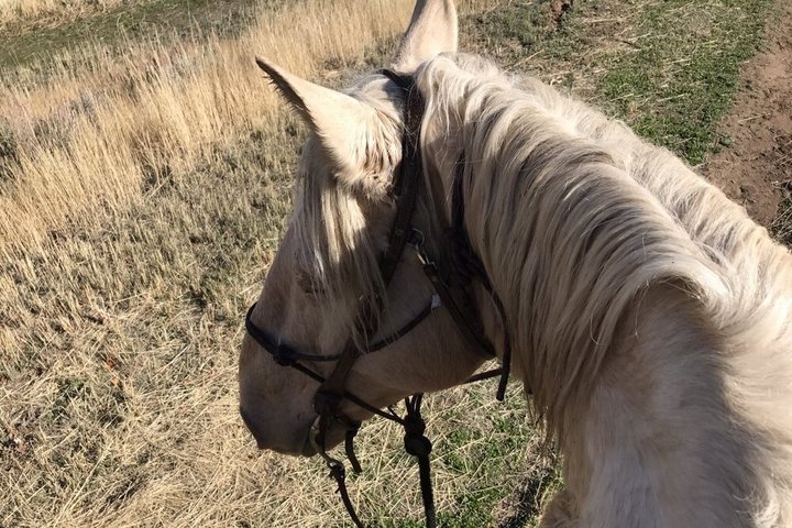 1 Hour Guided Horseback Riding Adventure