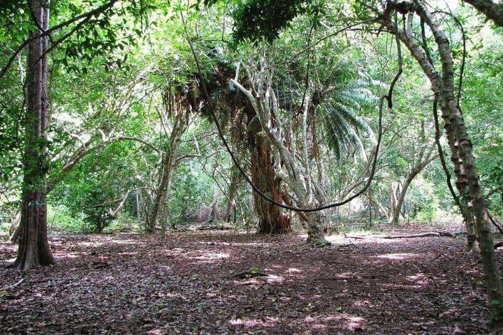 Diani Beach: Kaya Kinondo Sacred Forest Guided Tour