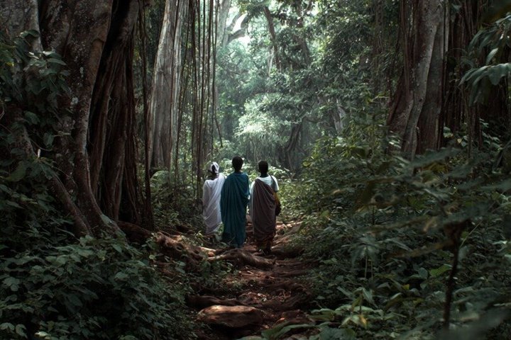 Diani Beach: Kaya Kinondo Sacred Forest Guided Tour