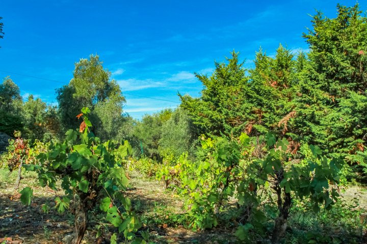 Private Villa Wine Tastings