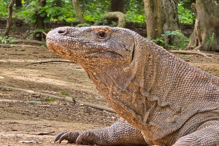 Komodo Island Shore Excursion for Cruise Ship Passengers