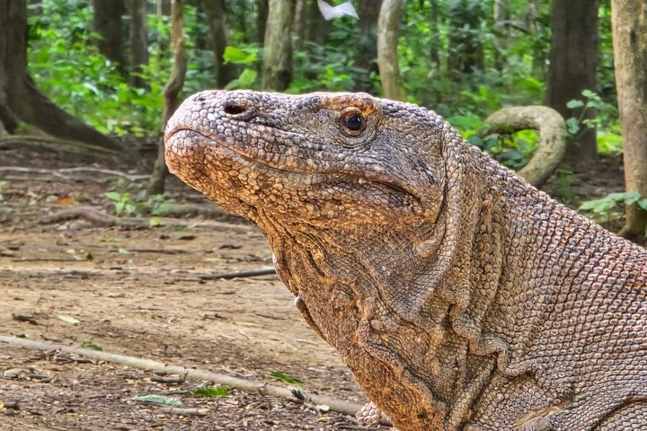 Komodo Island Shore Excursion for Cruise Ship Passengers