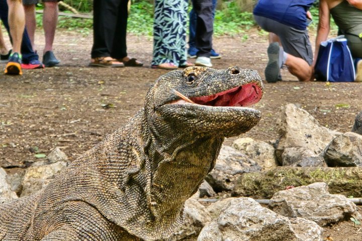 Komodo Island Shore Excursion for Cruise Ship Passengers
