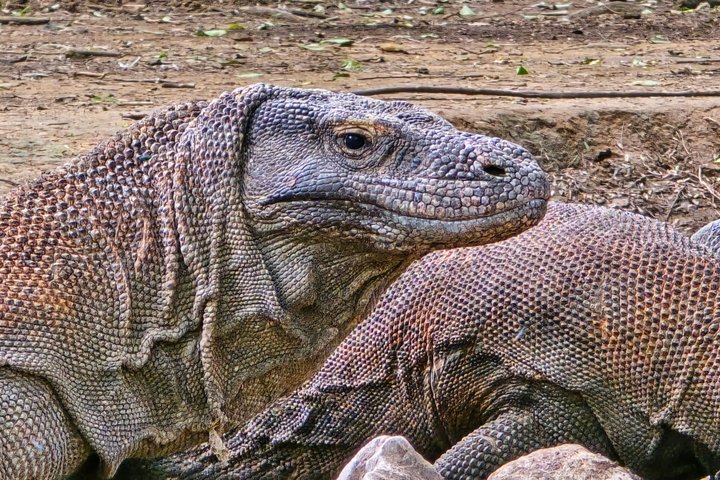 Komodo Island Shore Excursion for Cruise Ship Passengers