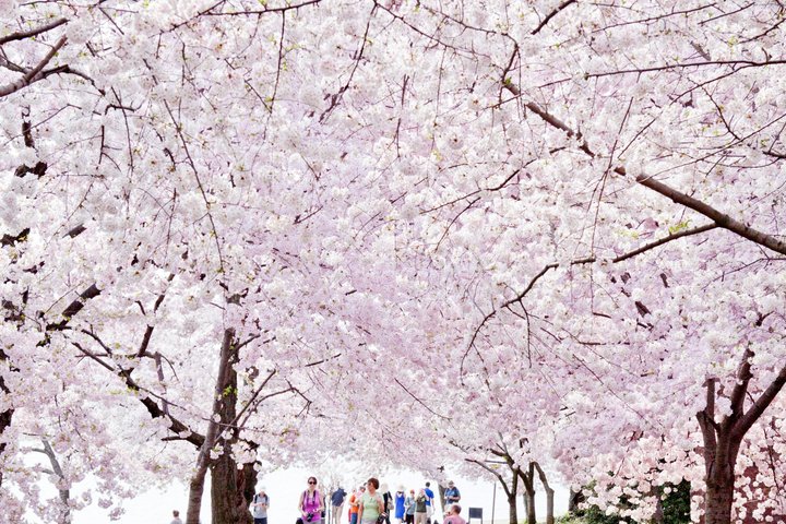 DC in a Day: 10+ Monuments, Boat Cruise, National Mall, Tickets