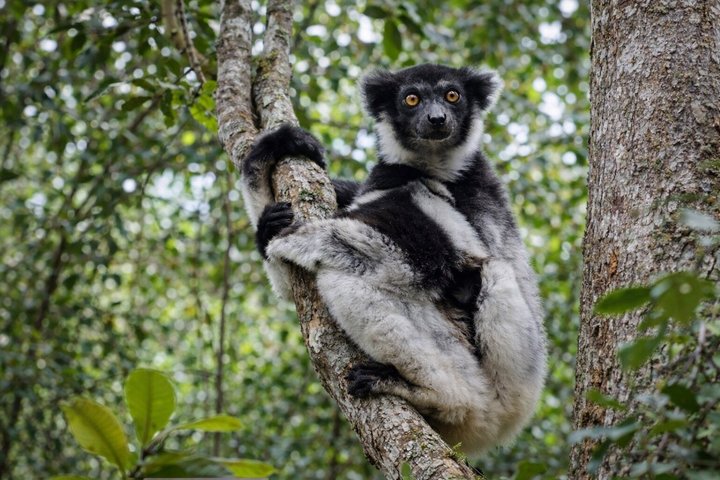 3 Days Andasibe Mantadia Private Tour
