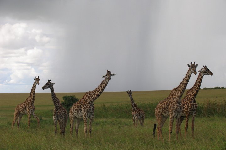 Private Safari and Game Drive Masai Mara