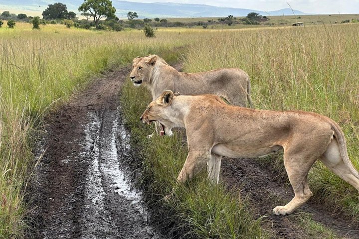 Private Safari and Game Drive Masai Mara