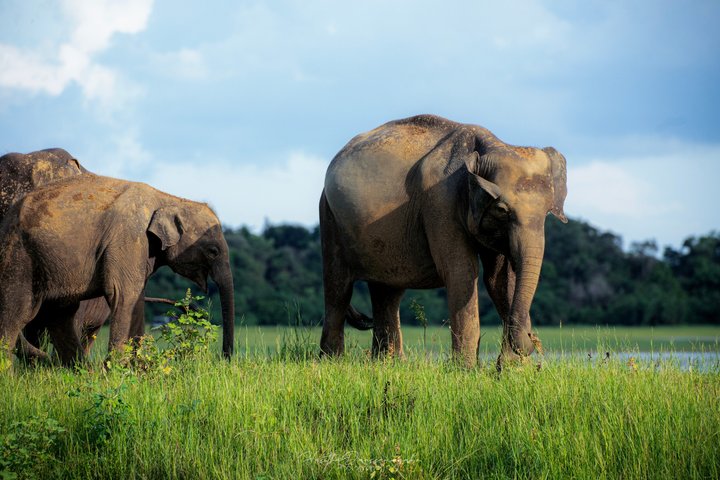 Minneriya National Park Private Jeep Safari with Expert Guide