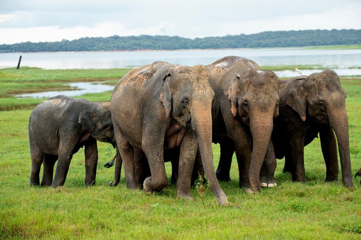 Minneriya National Park Private Jeep Safari with Expert Guide