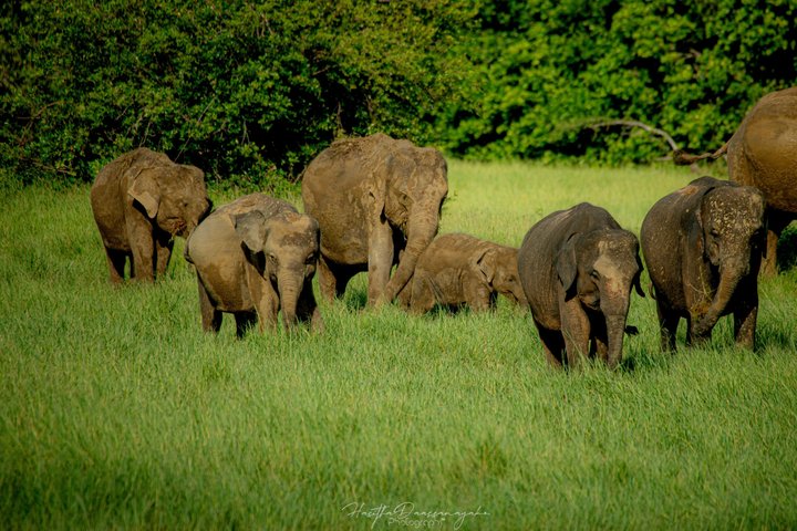 Minneriya National Park Private Jeep Safari with Expert Guide
