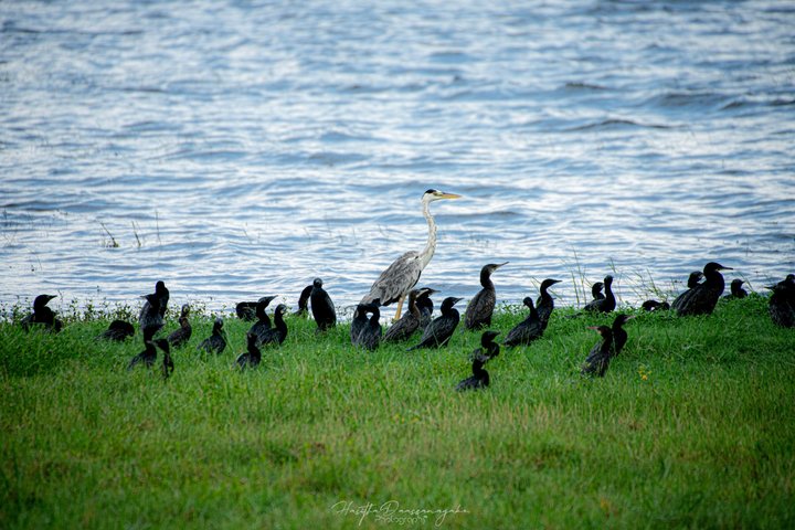 Minneriya National Park Private Jeep Safari with Expert Guide