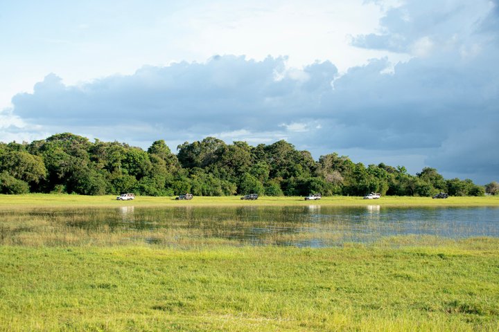 Minneriya National Park Private Jeep Safari with Expert Guide