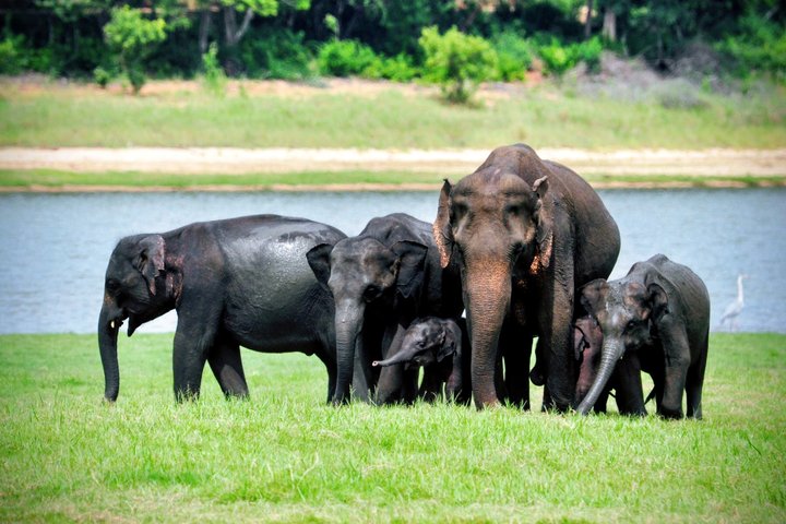 Minneriya National Park Private Jeep Safari with Expert Guide