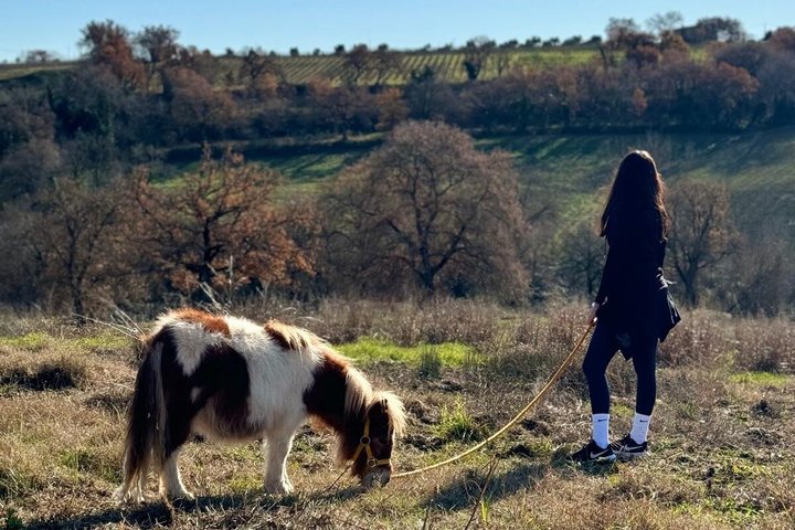 Exclusive Hen Party with Alpaca and Aperitif in Tuscany
