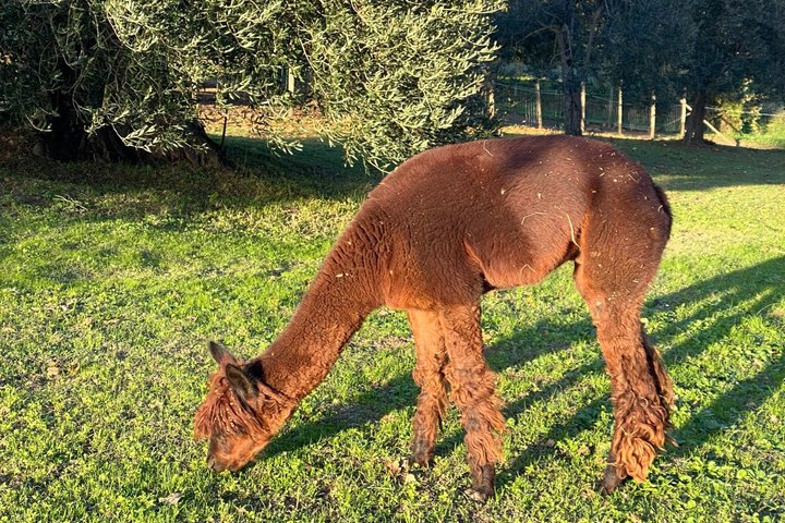 Exclusive Hen Party with Alpaca and Aperitif in Tuscany