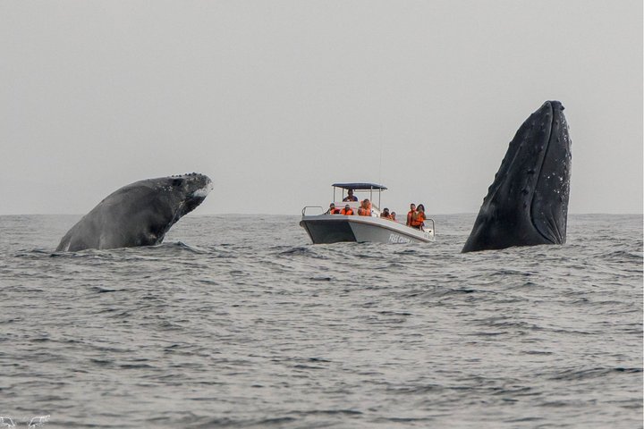 Whale Watching Boat Tour in St Lucia South Africa