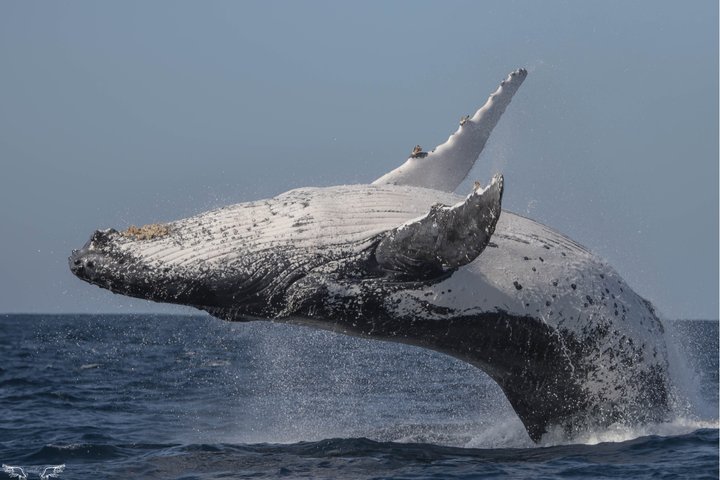 Whale Watching Boat Tour in St Lucia South Africa