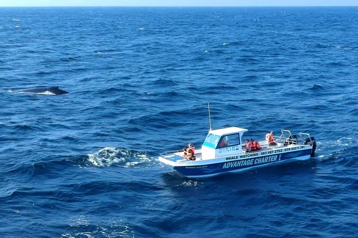 Whale Watching Boat Tour in St Lucia South Africa