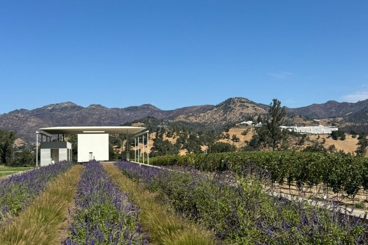 Wine Tours for 6 Hours and Private Transportation Services