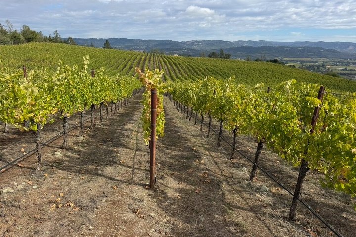 Wine Tours for 6 Hours and Private Transportation Services