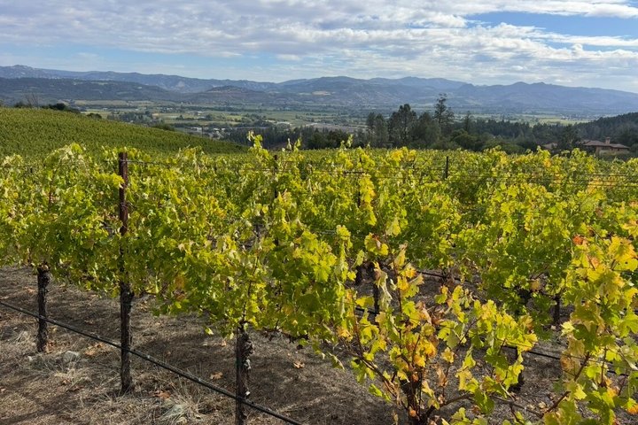 Wine Tours for 6 Hours and Private Transportation Services