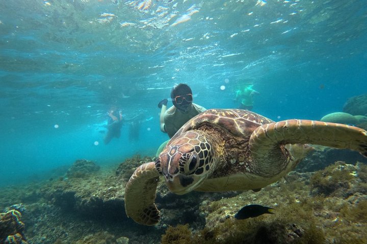 Dumaguete Apo Island Adventure
