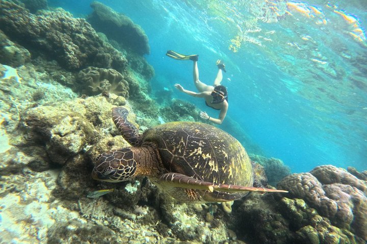Dumaguete Apo Island Adventure