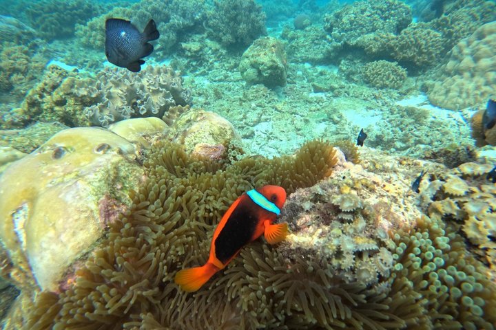 Dumaguete Apo Island Adventure