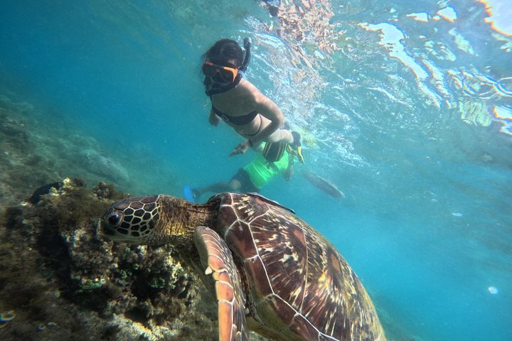 Dumaguete Apo Island Adventure
