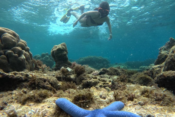 Dumaguete Apo Island Adventure