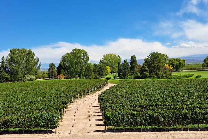 Private Mendoza WineTour: 3 Premium Wineries Michelin-Guide Lunch